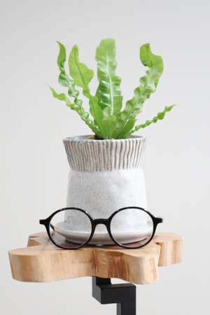 【S】アスプレニウム エメラルドウェーブ/Asplenium