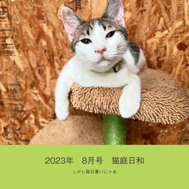 「猫庭日和」単月購入【バックナンバー・最新号】　猫庭支援フォトブック
