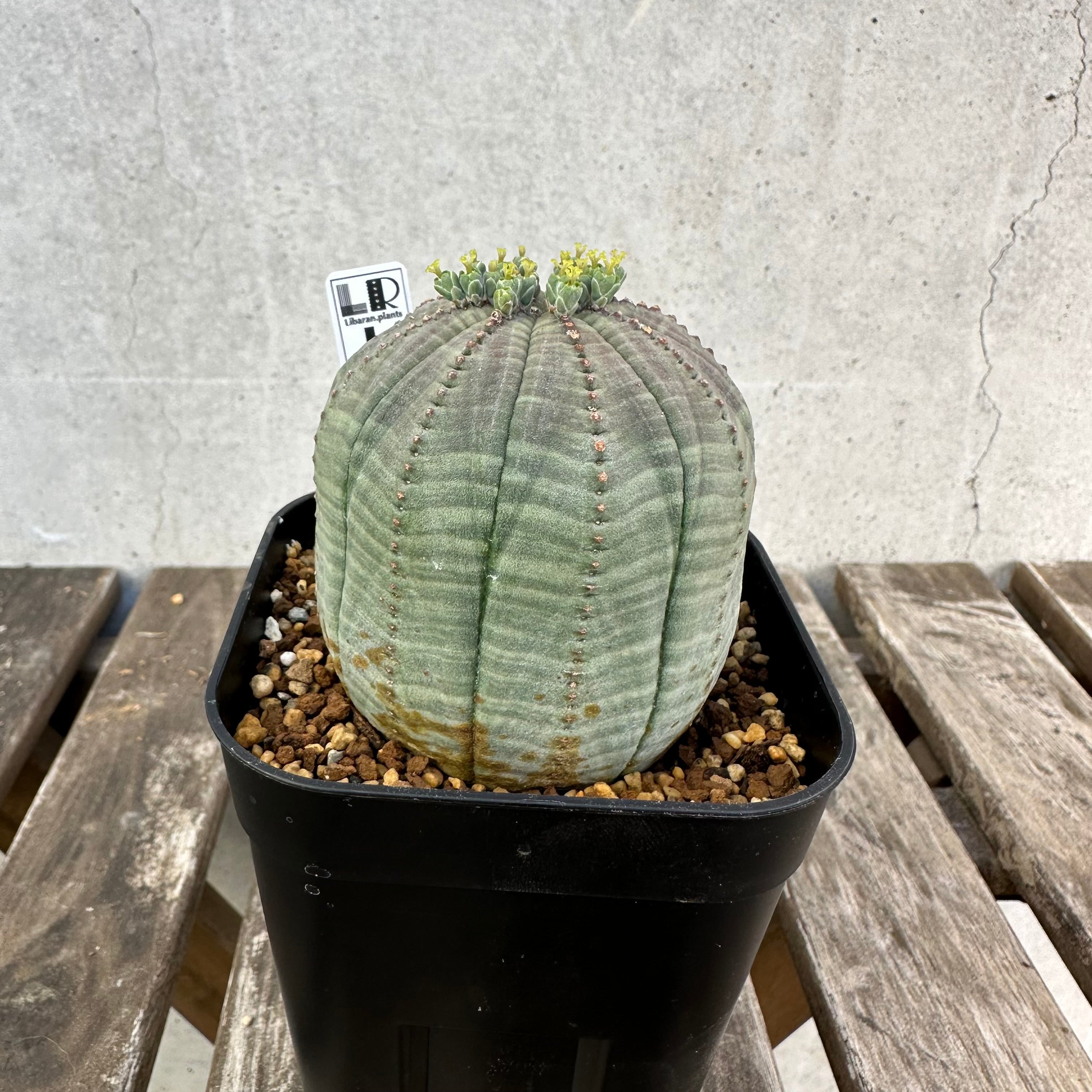 オールドオベサ(メス株) メス株【超厳選株】異型 超大株 最大幅約13.8cm 仔吹き 捻じれ