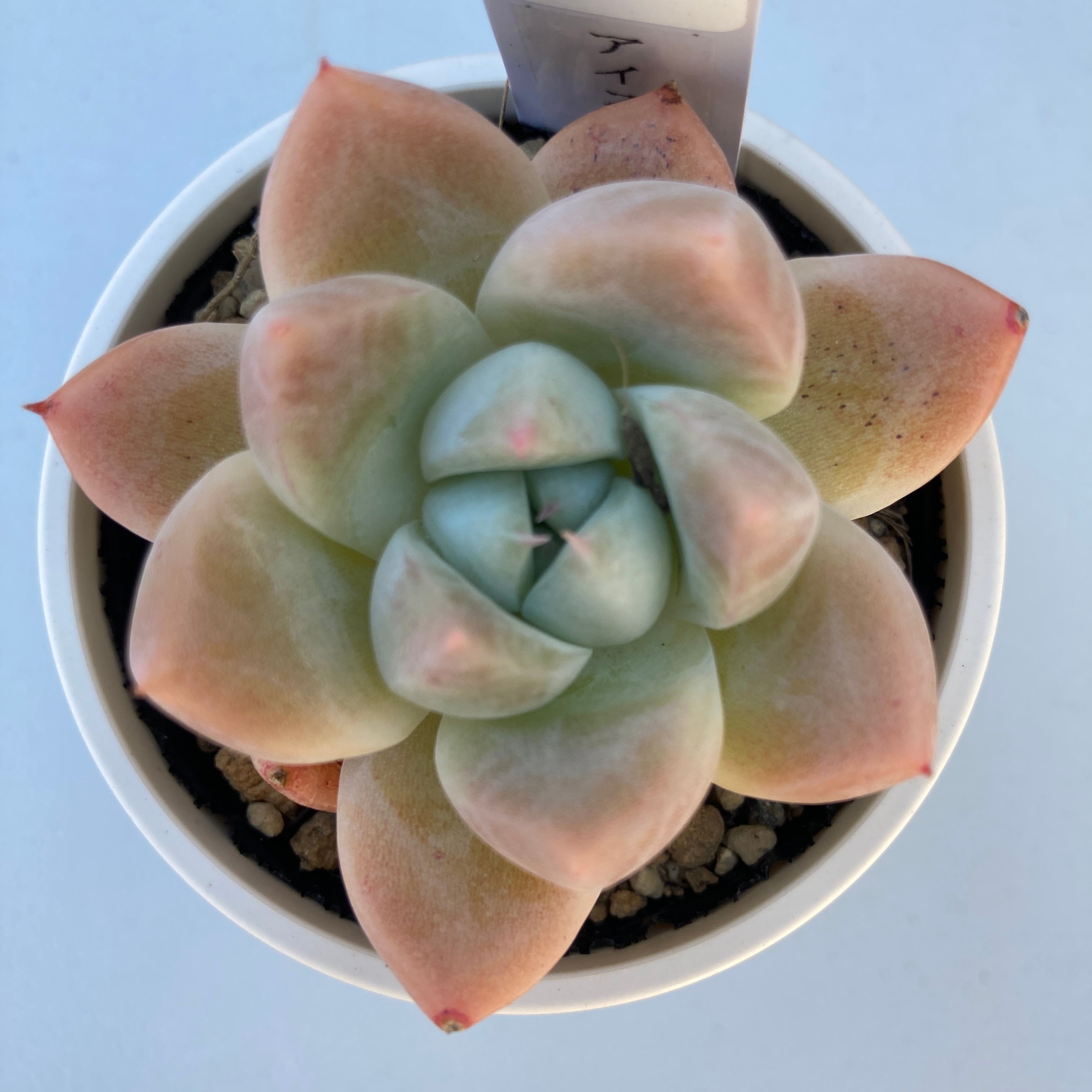 現物商品】アイスビューティ 2号 | 多肉植物研究所