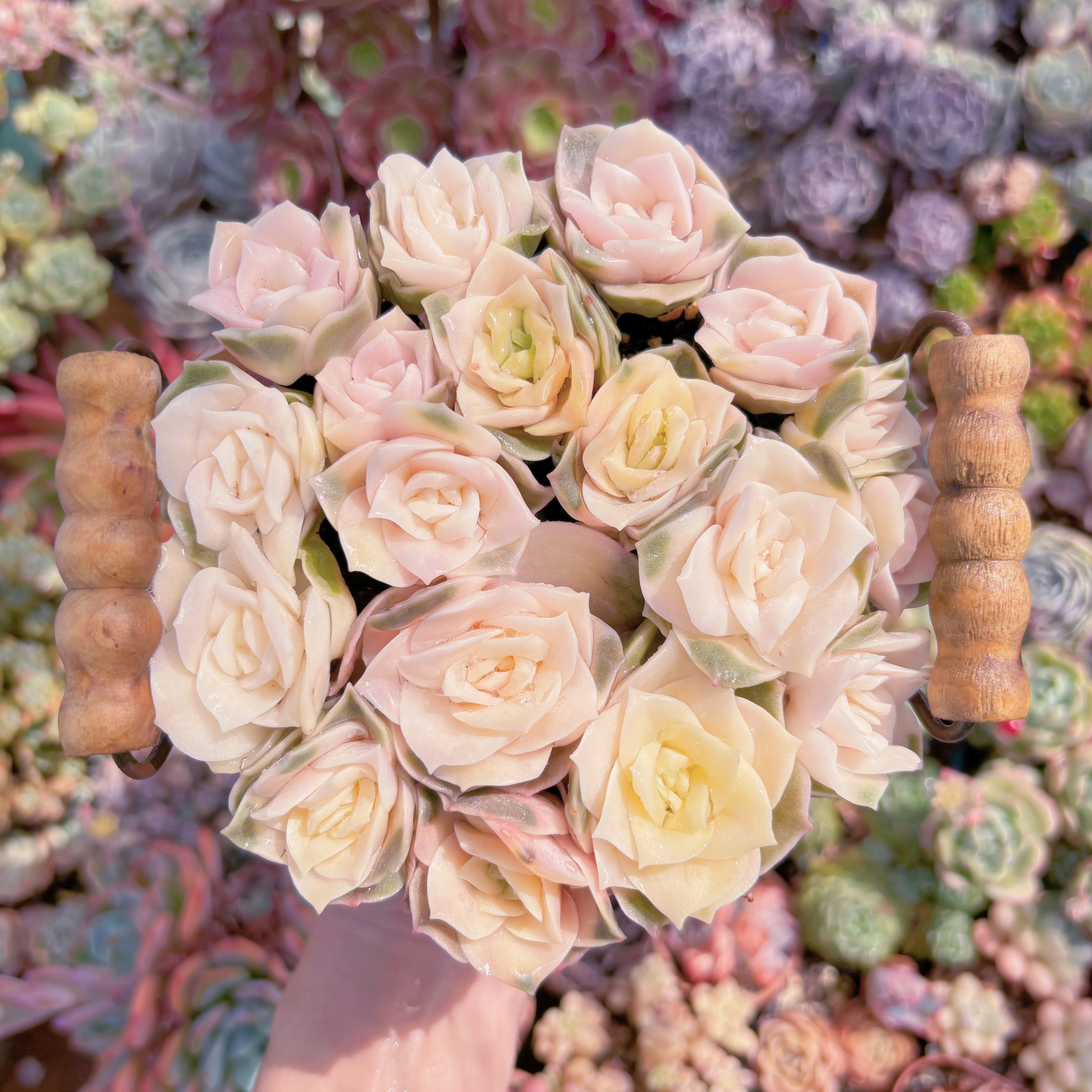 現品　ラブリーローズ錦#3015　るる農園