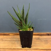 【クリアランスセール対象商品】ガステルハオルチア　ロイヤルハイネス【310】【再撮影】【▼】