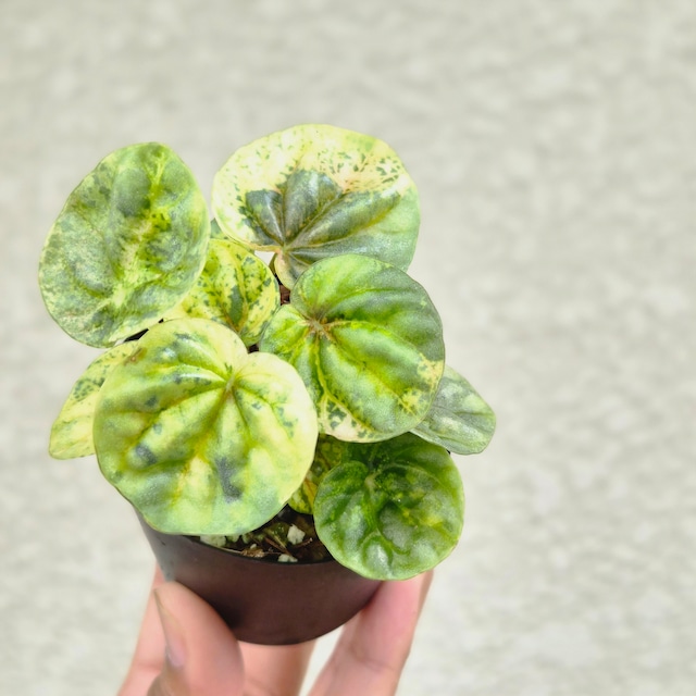 ①《Peperomia Metalica Orange Variegated》ペペロミア メタリカ オレンジ斑　観葉植物 ／ポット発送