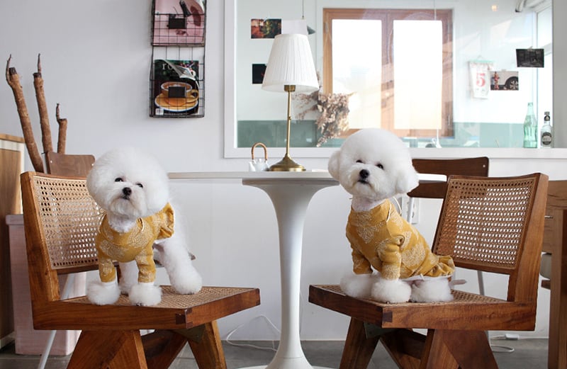 ブレンダワンピース S ~ XL 2color  /  犬服 新作 ドッグウェア ドレス 小型犬 中型犬 ペット用品 ペット洋服