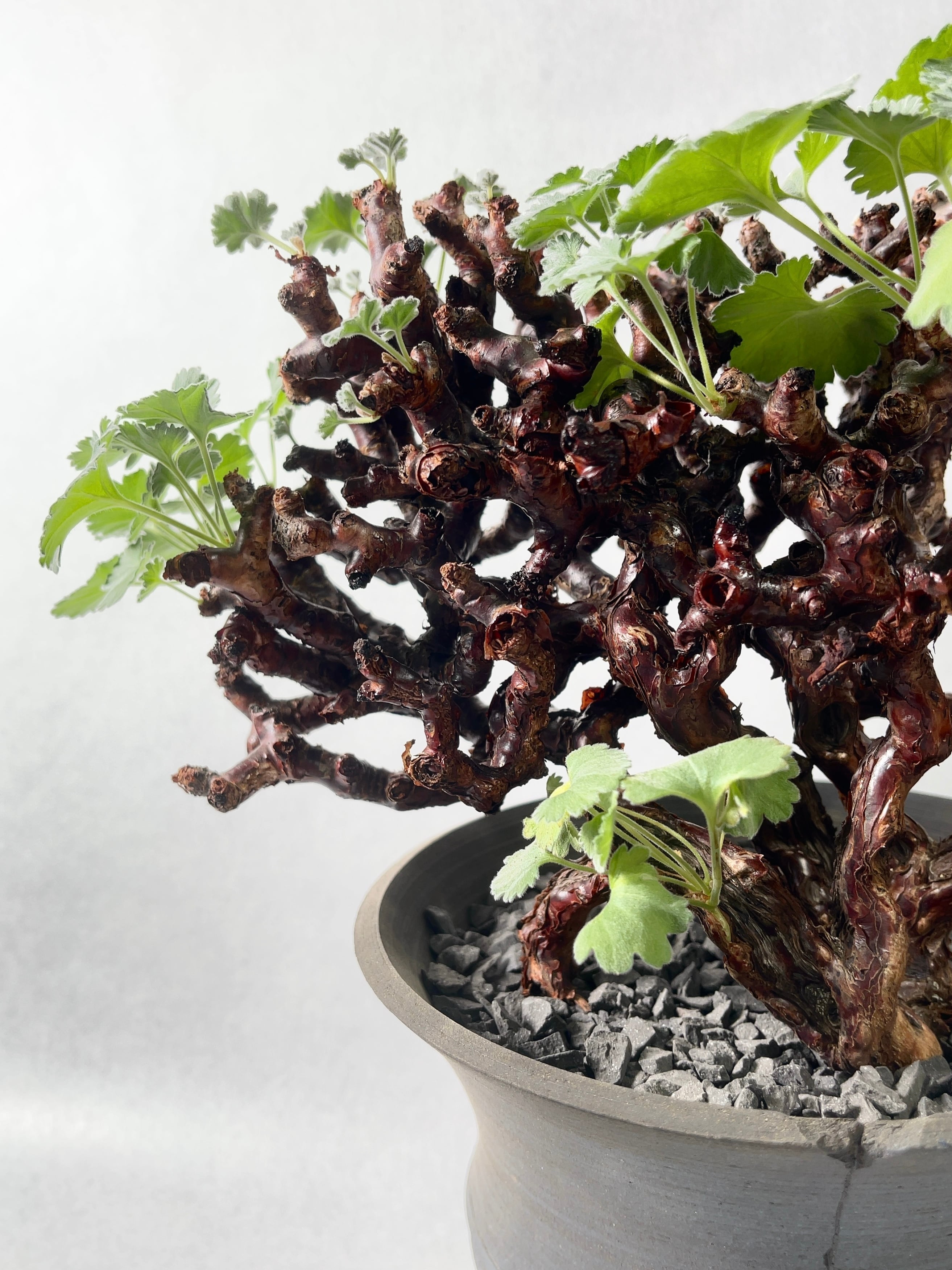 ペラルゴニウム・ミラビレ | trigger