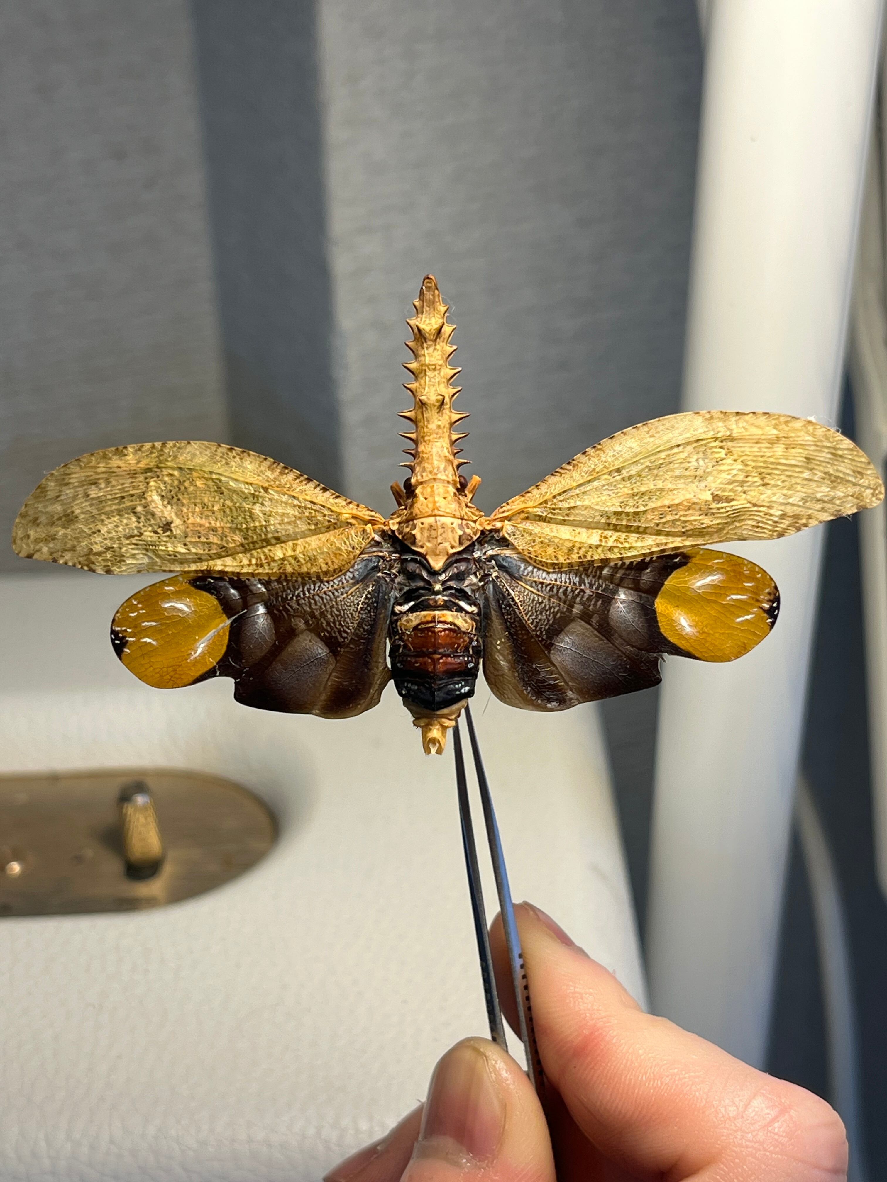ノコギリビワハゴロモ 標本 蝉セミハエハチベルゼバブホークカゲロウ