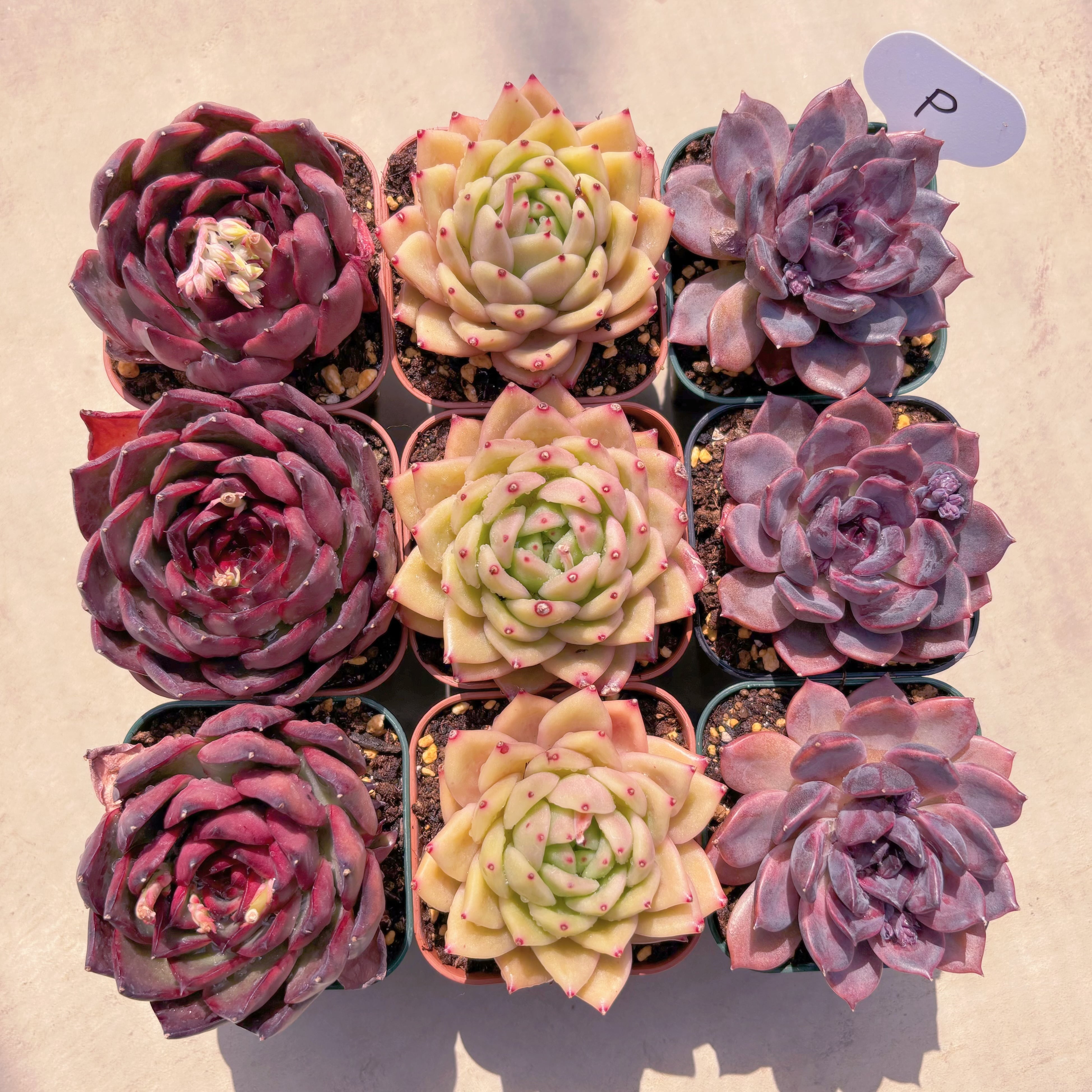 BASE販売会セットP