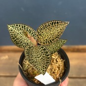 ジュエルオーキッド　アネクトキルス　ロクスバギー　Goldvein type【319】