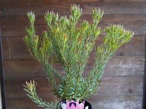 【現物】リューカデンドロン　”Strawberry Fair”　B