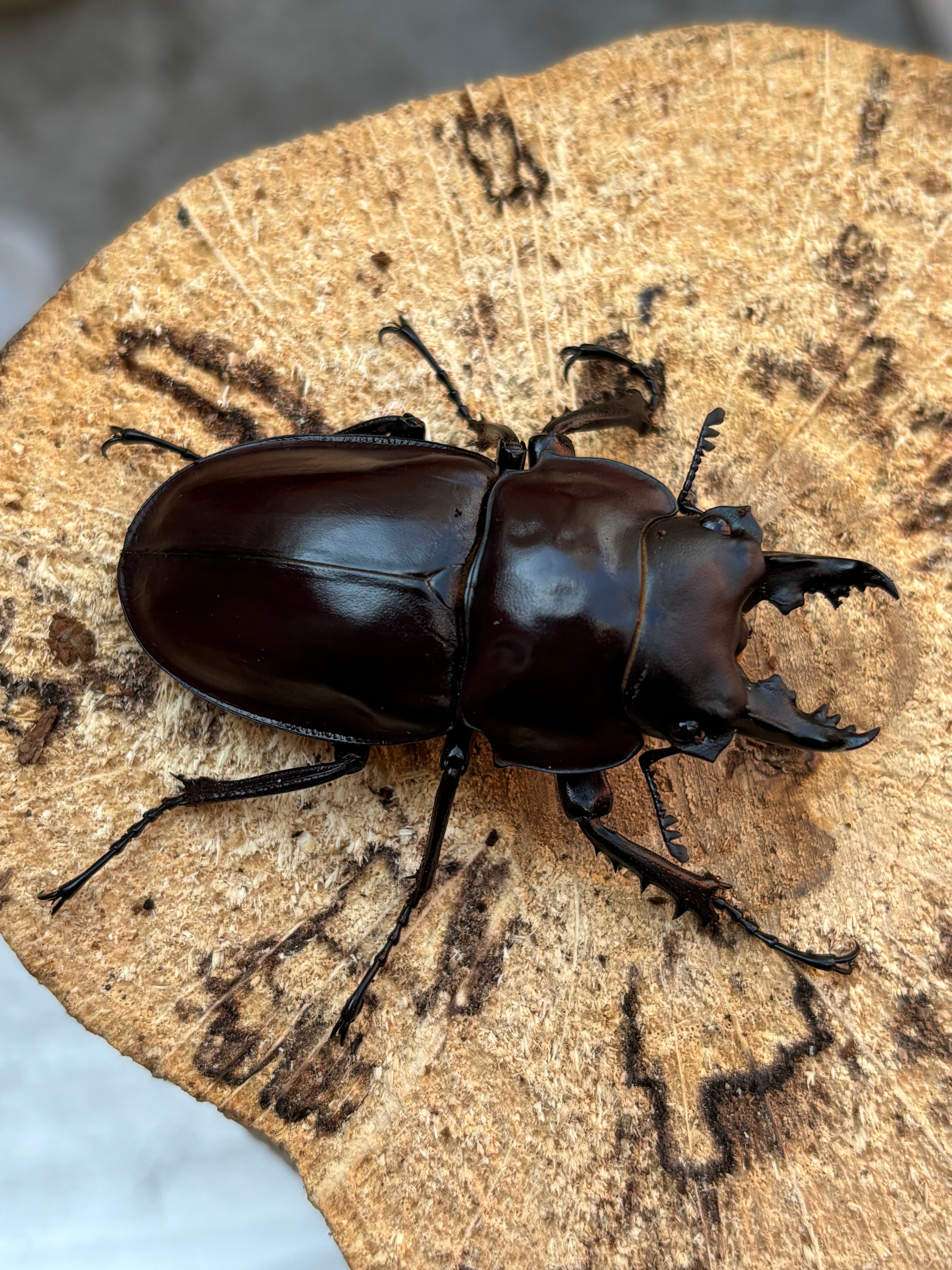 Beetle Shop Hachi