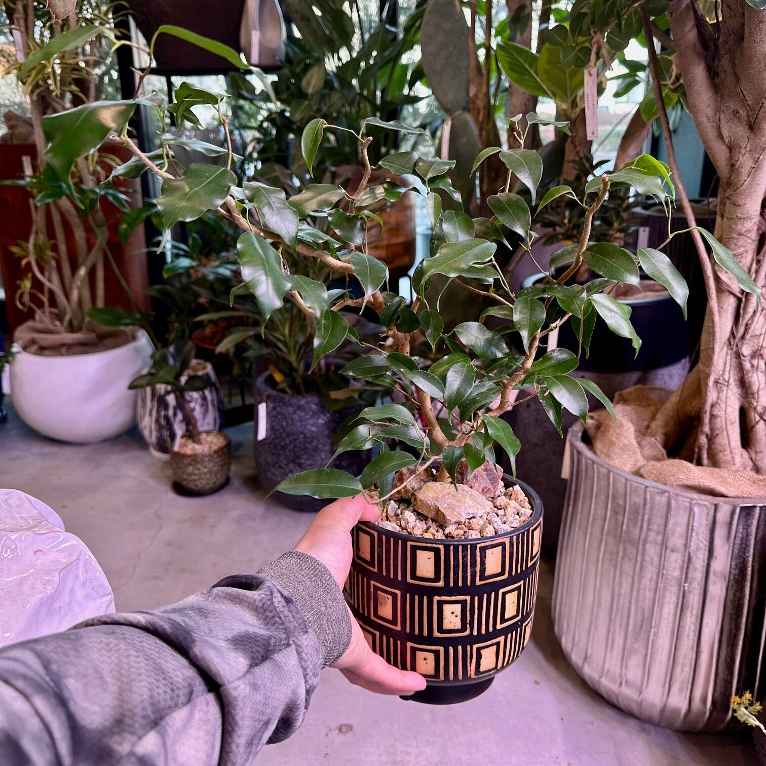 フィカス・ウィアンディ | barrelplants_BONSAI