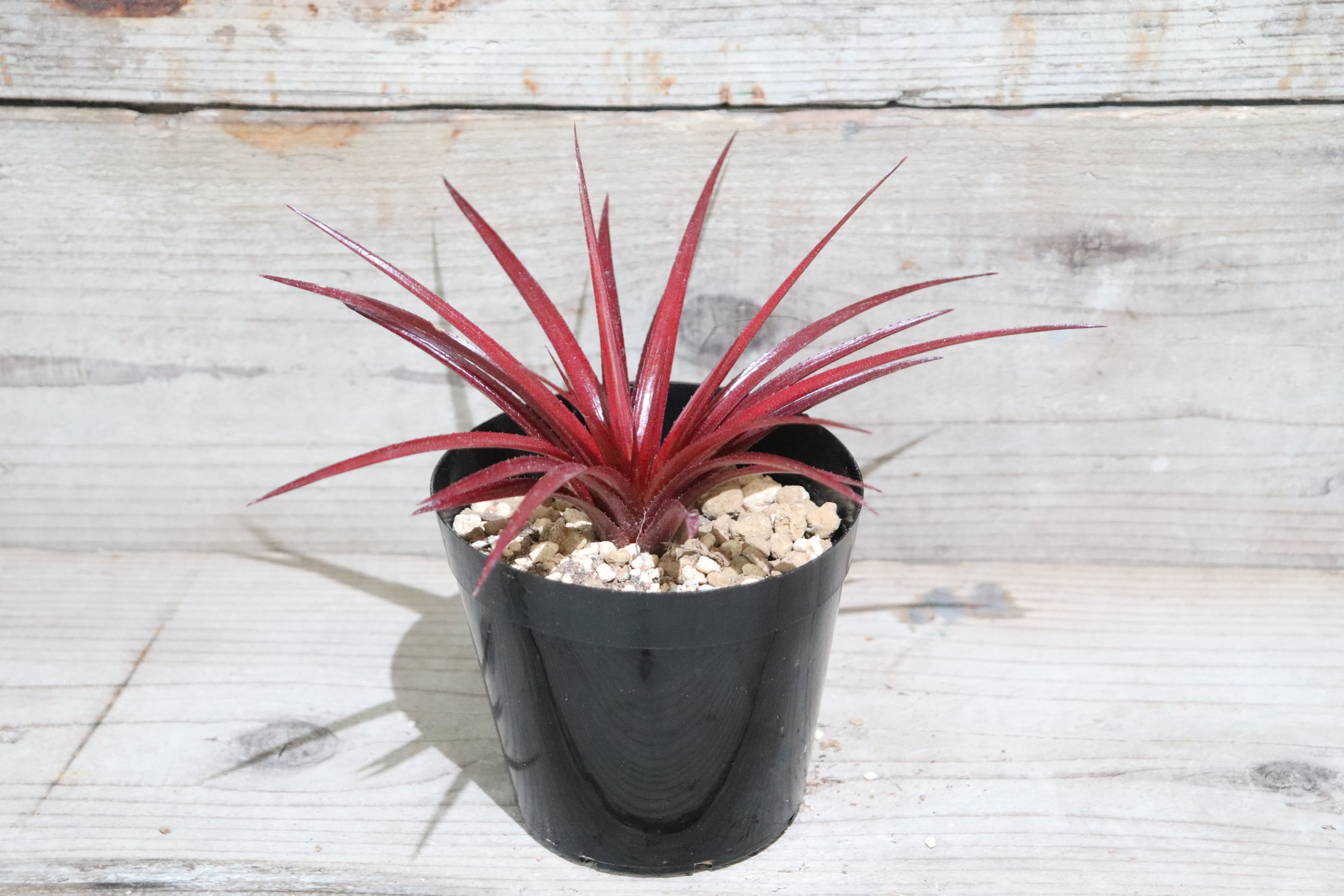 送料無料】Firecracker〔ネオフィタム〕現品発送N0016 | plane plants