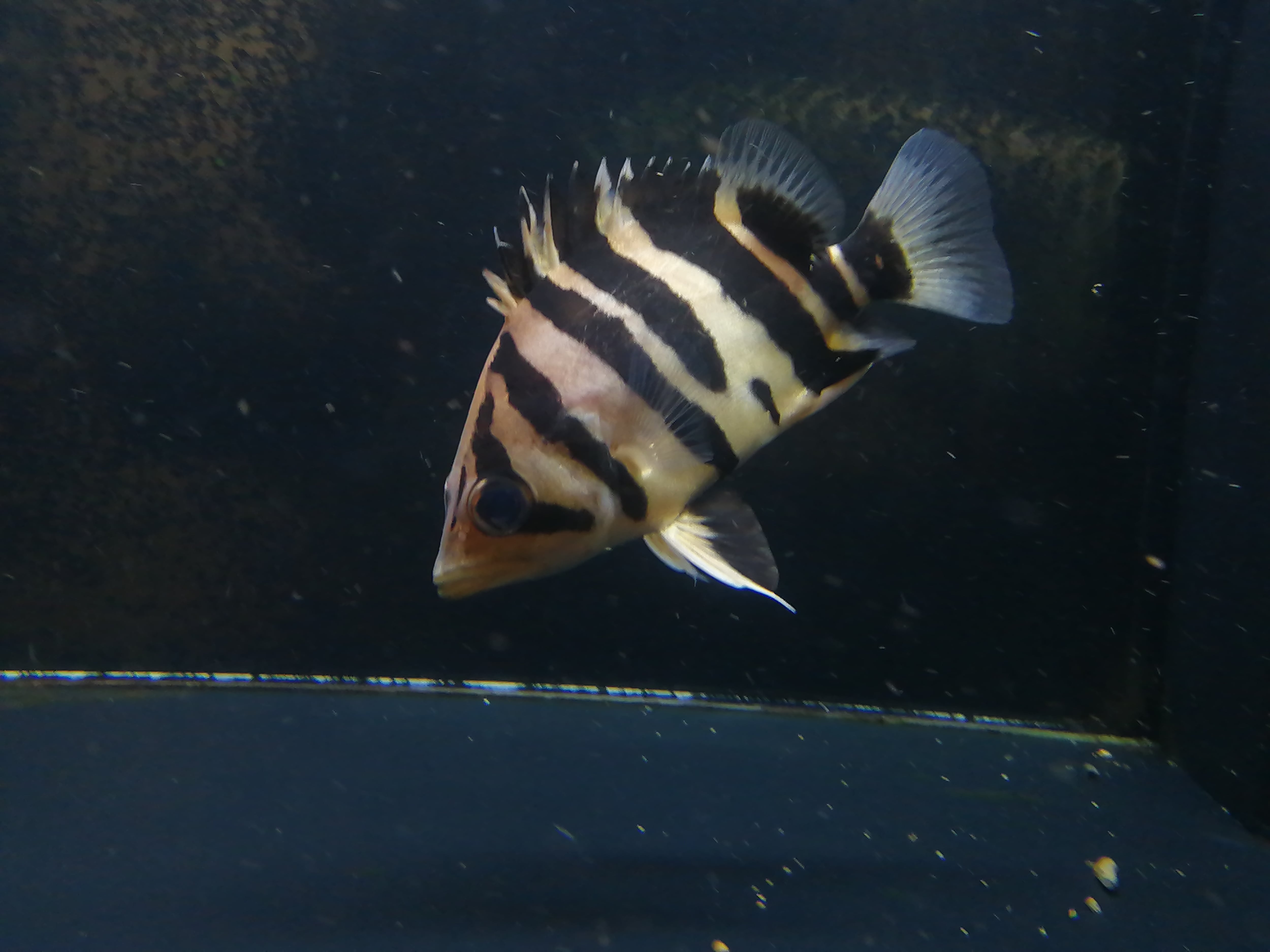 ダトニオ スマトラタイガー 40センチ±個体