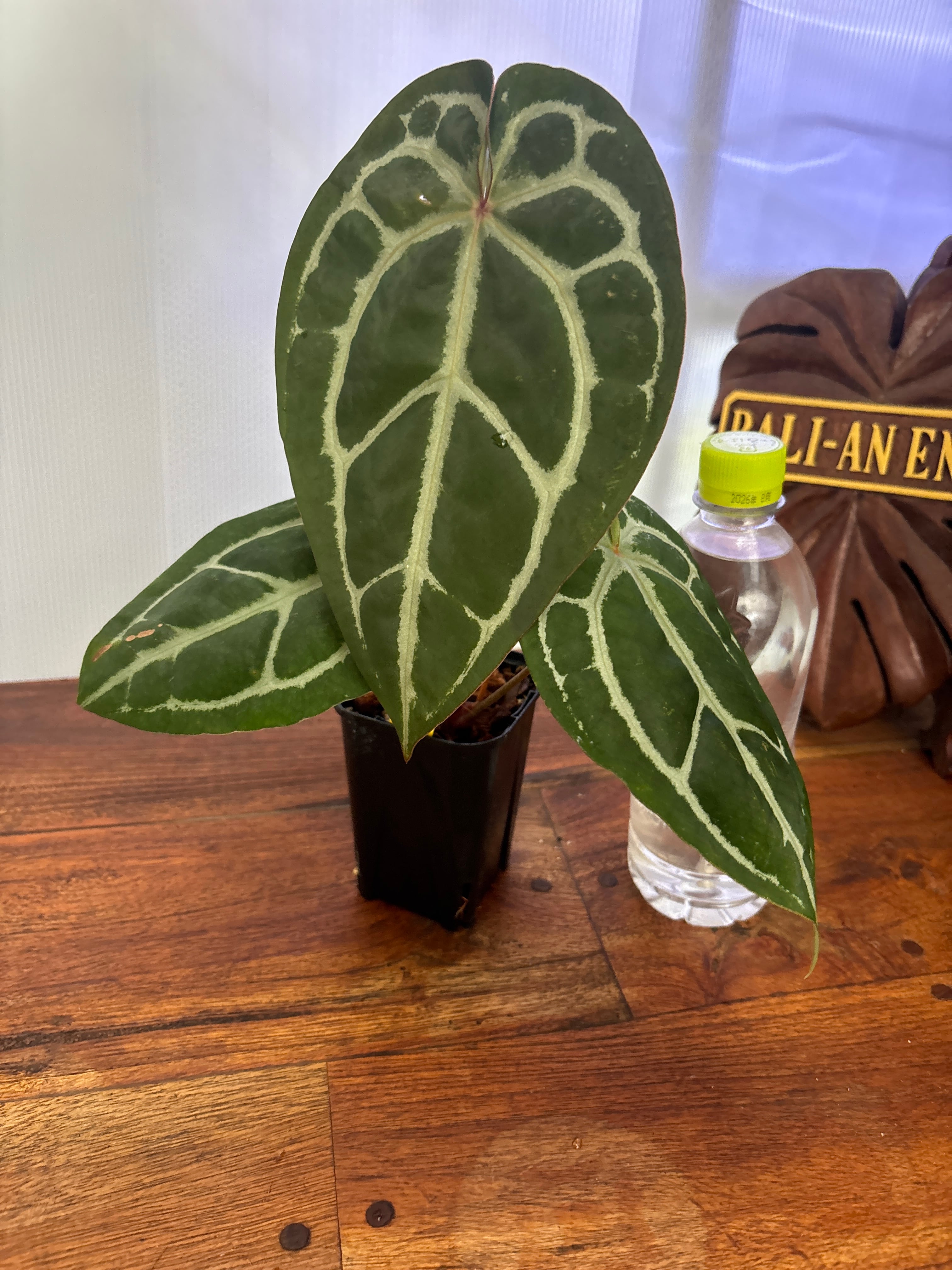Anthurium | BALI-AN 園芸