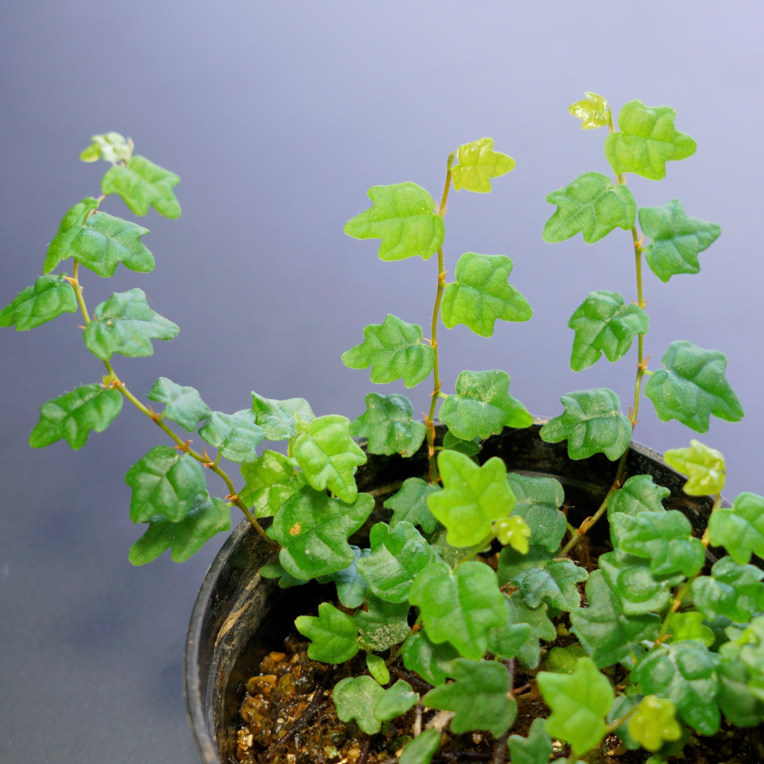 コケリウム水槽　(ヒメイタビ　屋久島産) ヒメイタビ 屋久島産 | 栽培苔と苔テラリウム用品の西予苔園（せいよ
