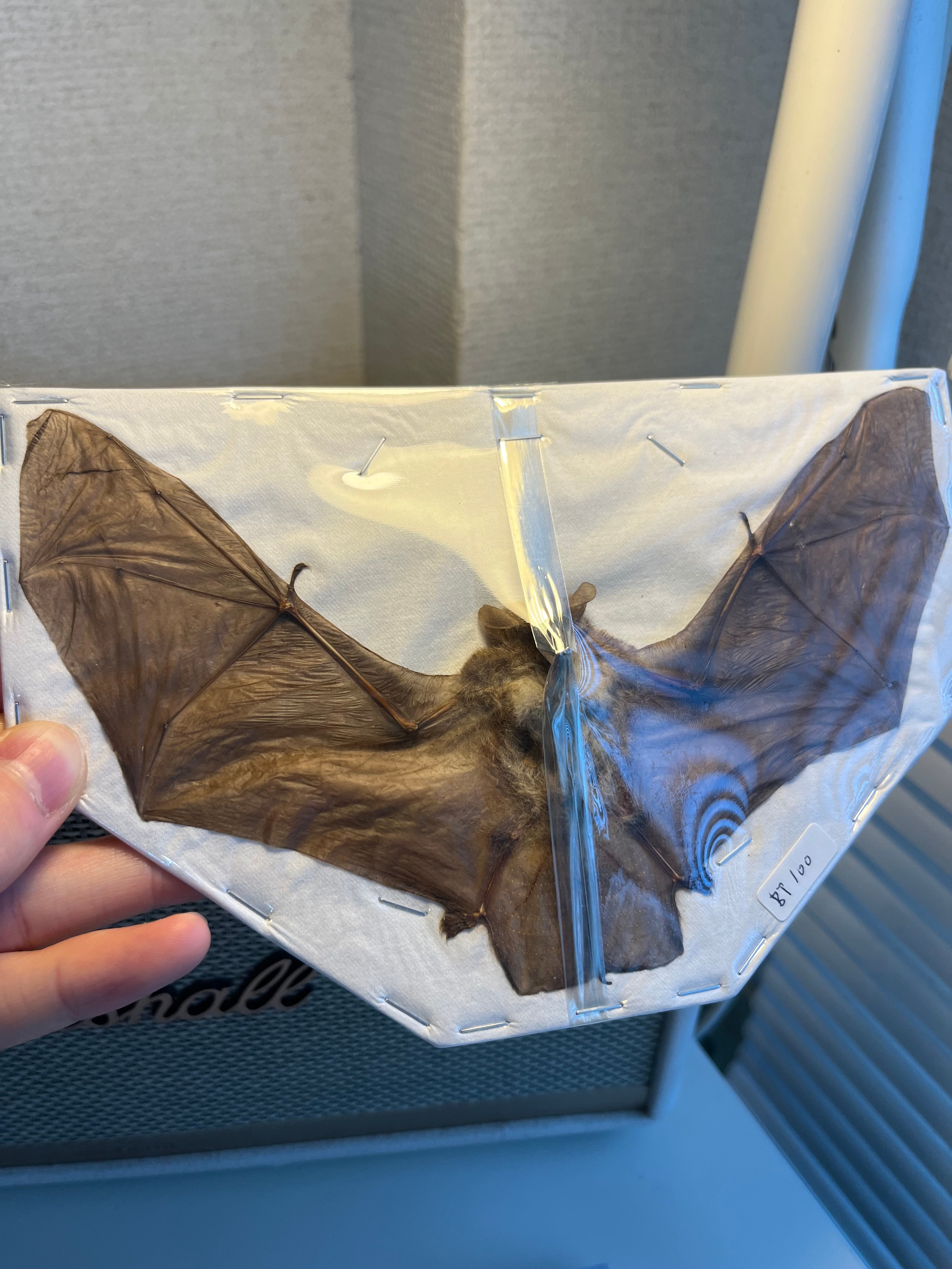 希少蝙蝠標本】ペイントバット ジャワアブラコウモリ 昆虫標本 標本
