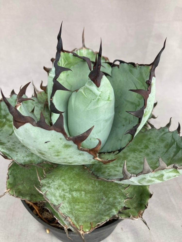 アガベ※バラ売り可 多肉植物 | 日本ライン花木センター