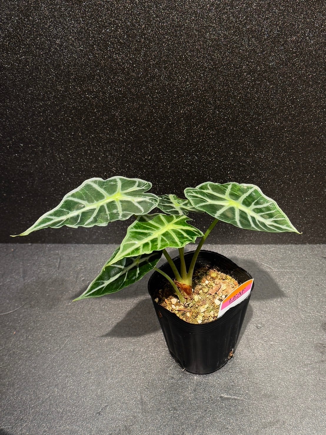 レア 斑入り アロカシア キサントソーマ レア 斑入り アロカシア