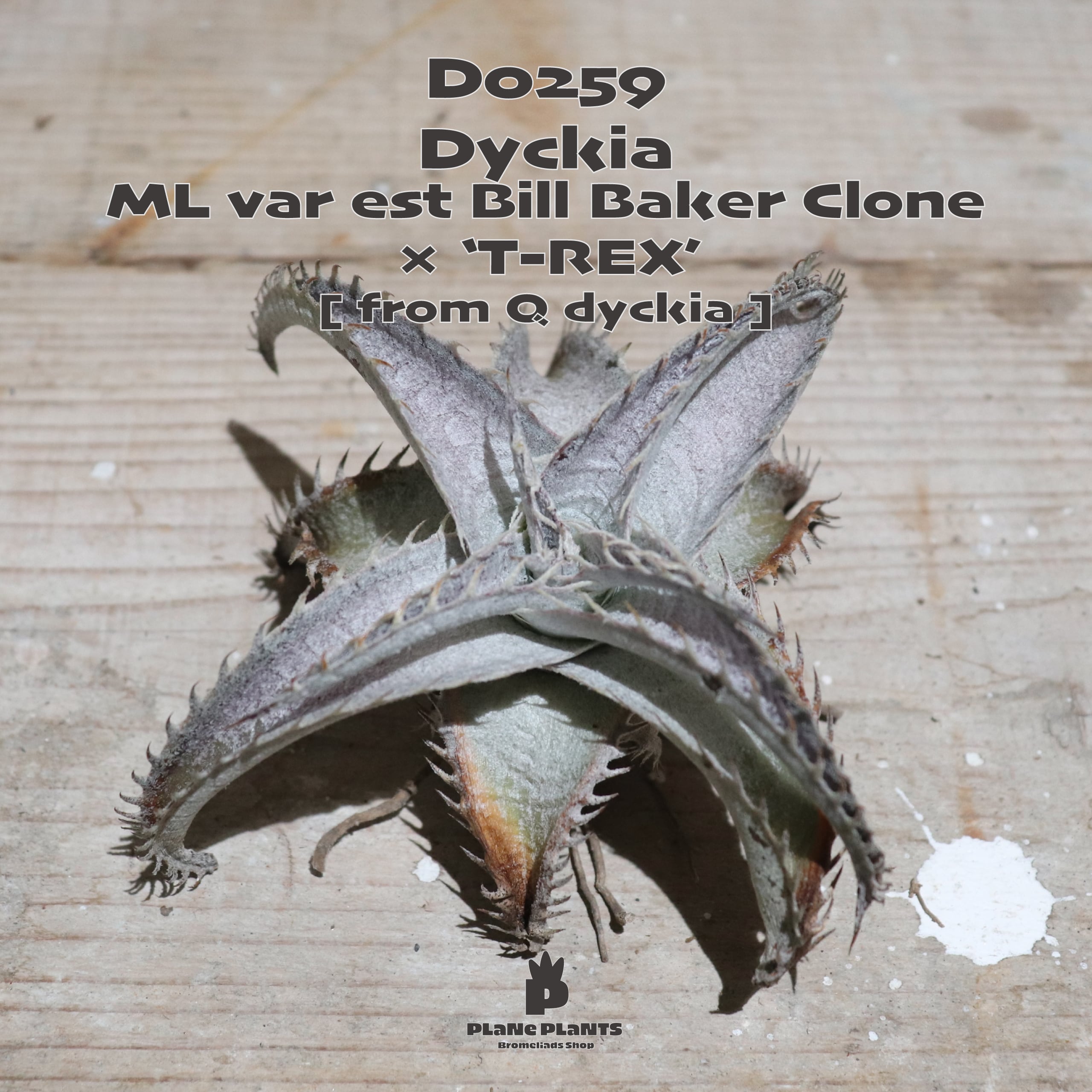 メガレア ビルベイカー ディッキア Dyckia First Cousin ⑵ ディッキア