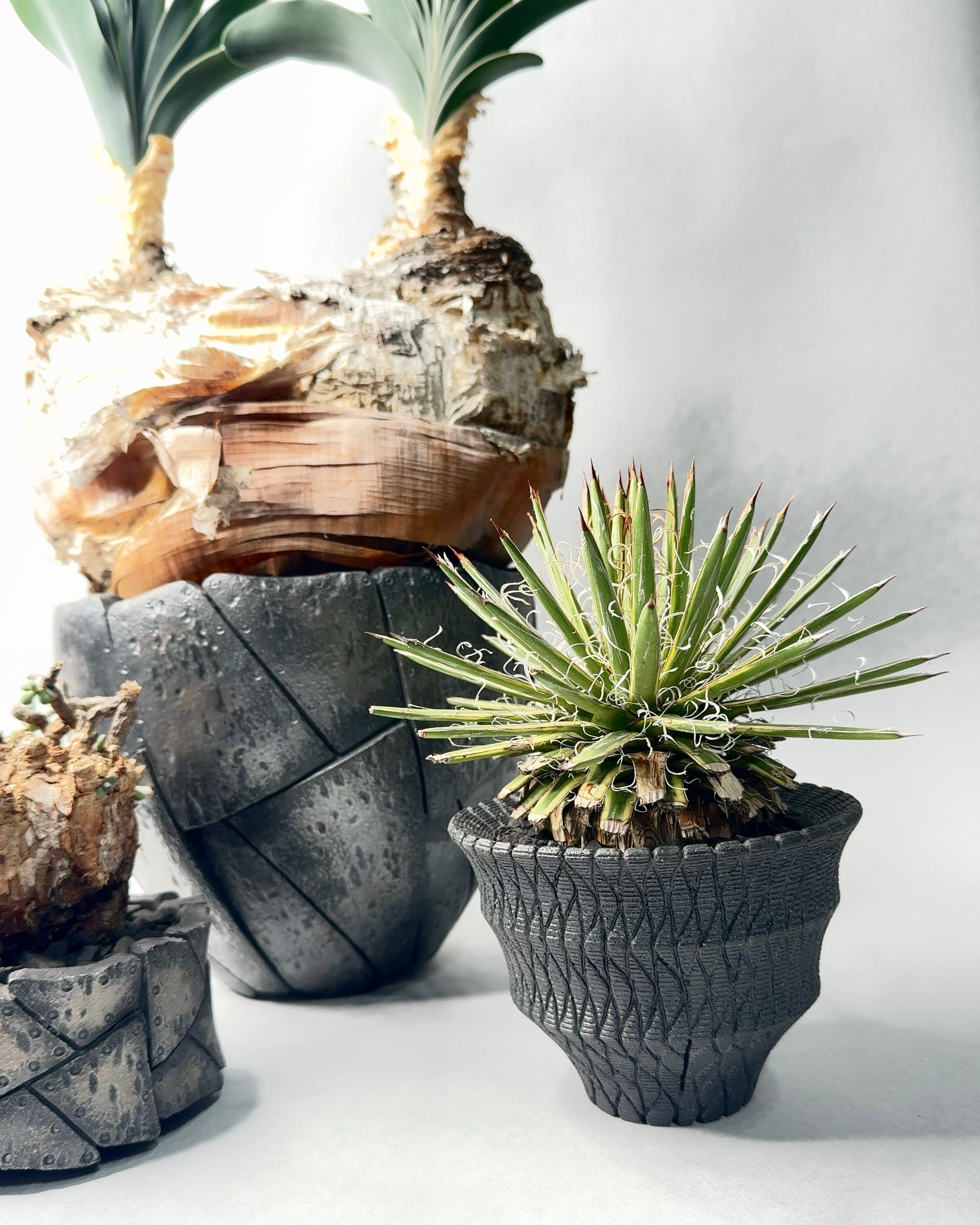 ケラリア・ピグマエア | trigger