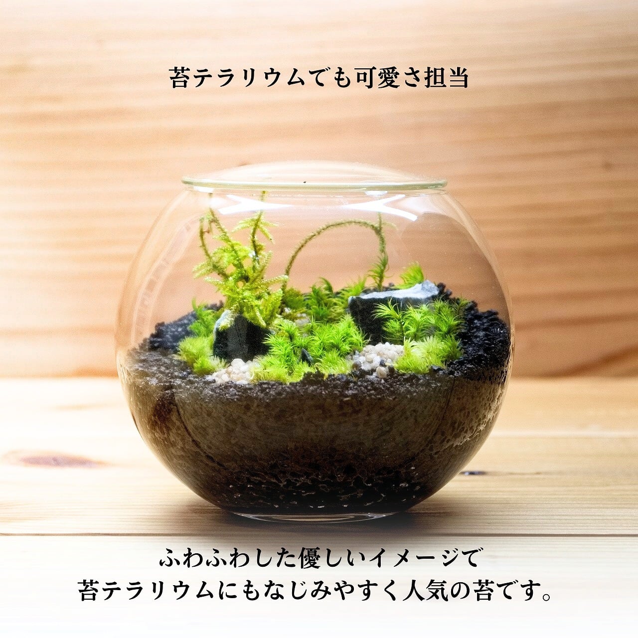 ふわふわもこもこ！ 癒しのタマゴケ ( 苔テラリウム 素材 ) | 弥栄苔 本店