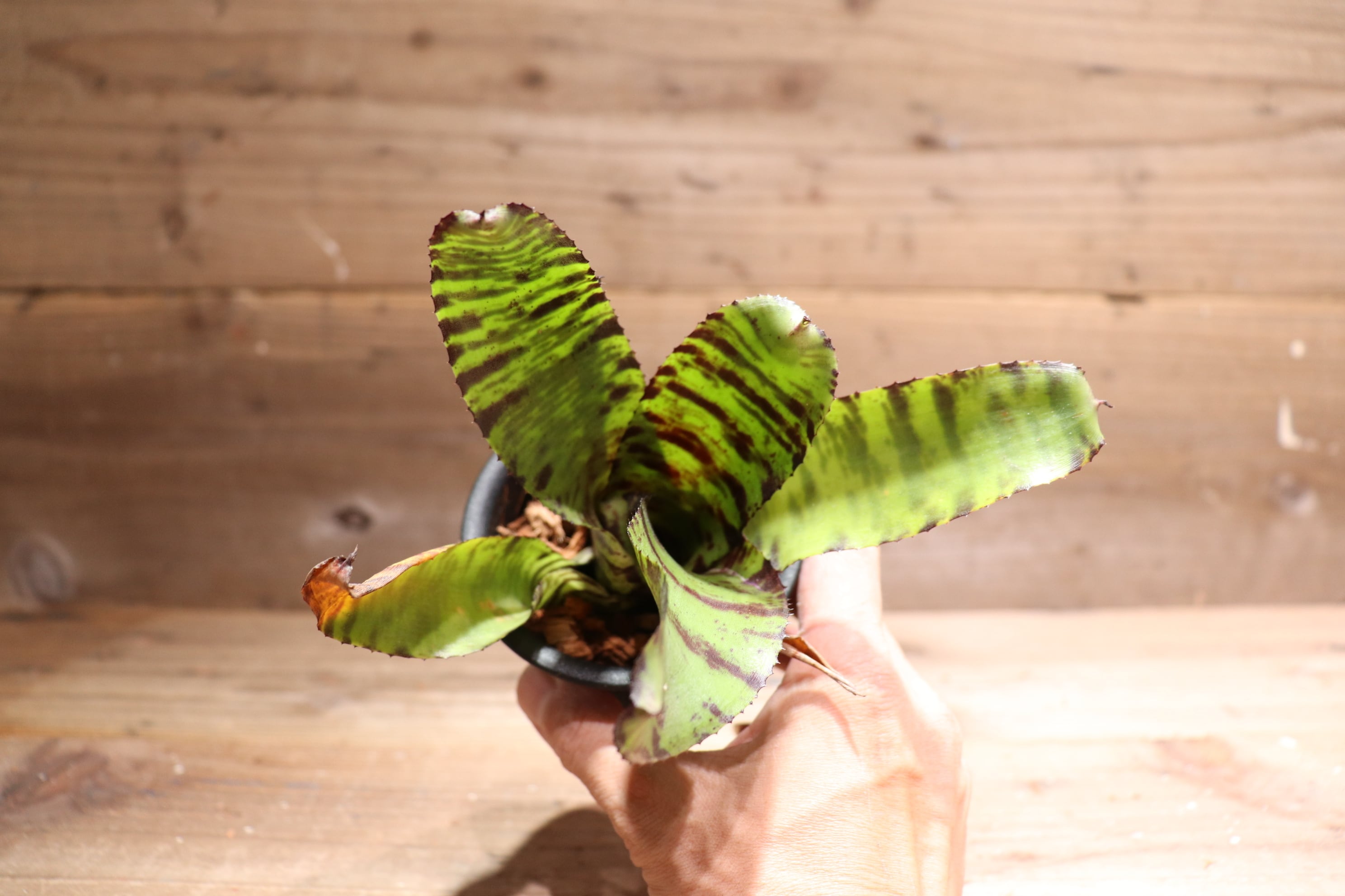 送料無料】Neoregelia 'Snake Charmer'〔ネオレゲリア〕現品発送N0191