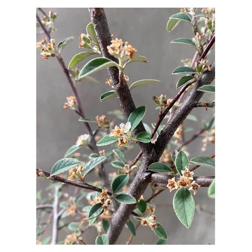 Cotoneaster franchetii