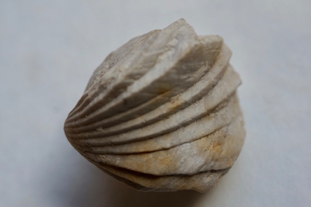 Burmirhynchia Decorata　化石 ①