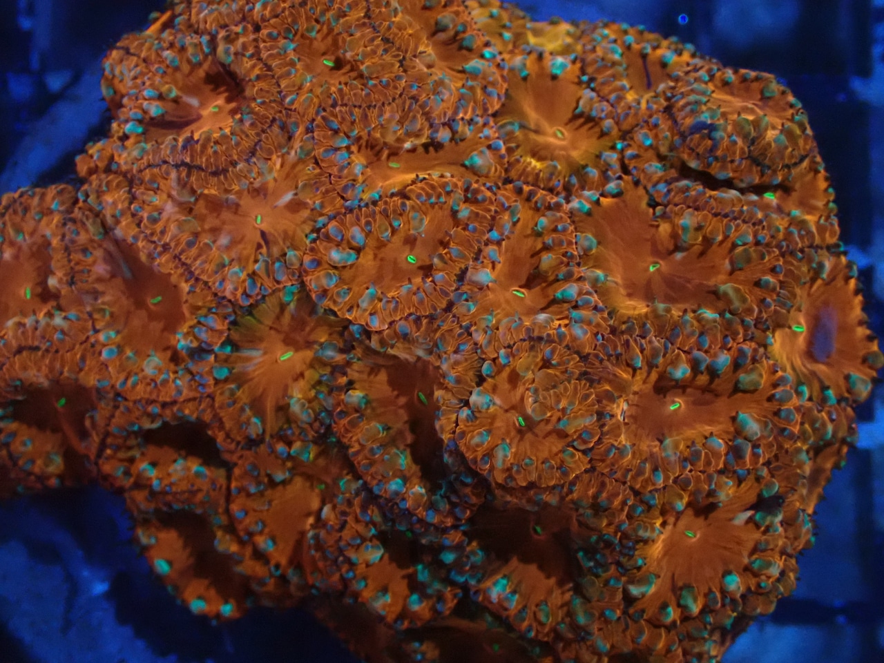 Blastomussa RedColony