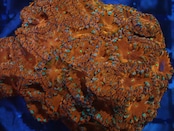 Blastomussa RedColony