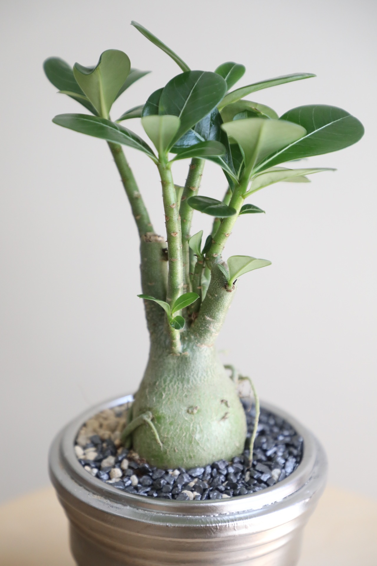 【S】アデニウム アラビカム/Adenium arabicum