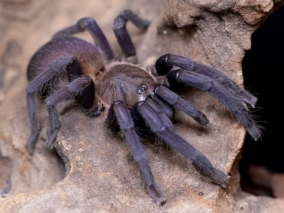 Orphnaecus sp. “Quezon Blue”アースタイガータランチュラ LS0.5cm程