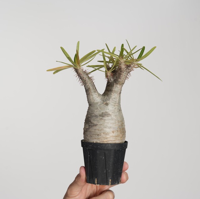 パキポディウム グラキリス no.4〈発根済み〉