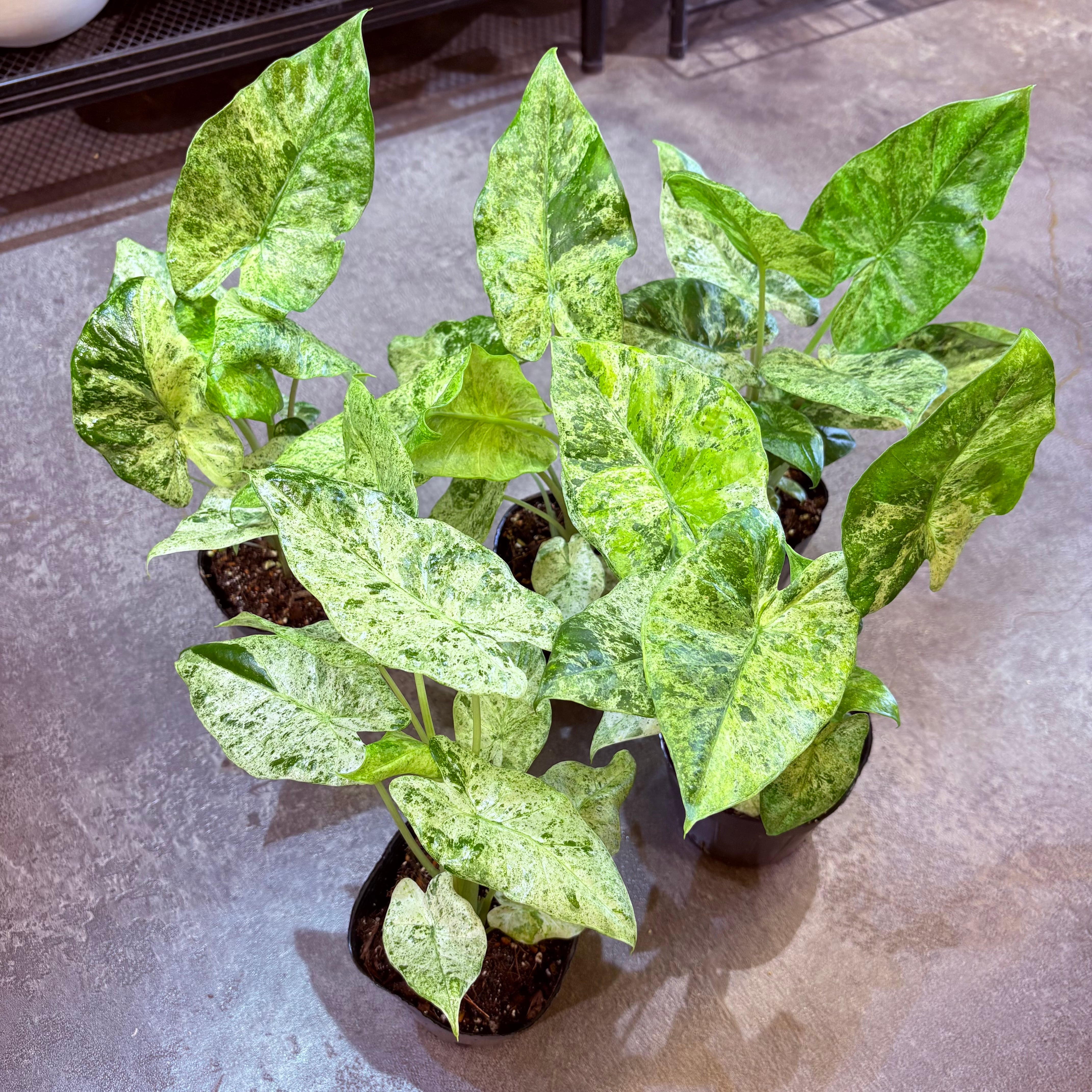 アロカシア オドラバリエガータバティック 3.5号 | Green Vibes 宇都宮