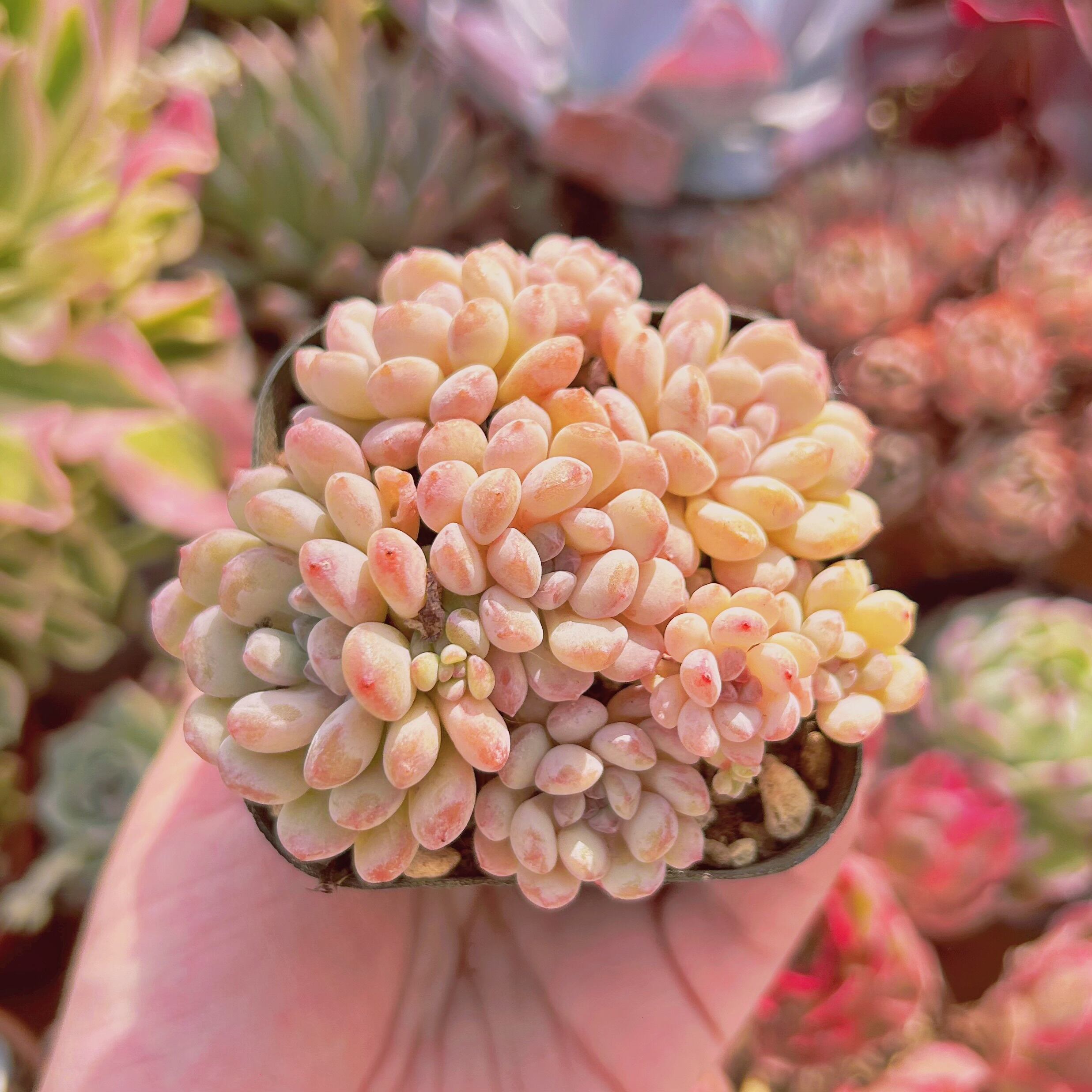 #270現物　多肉植物　萌豆　