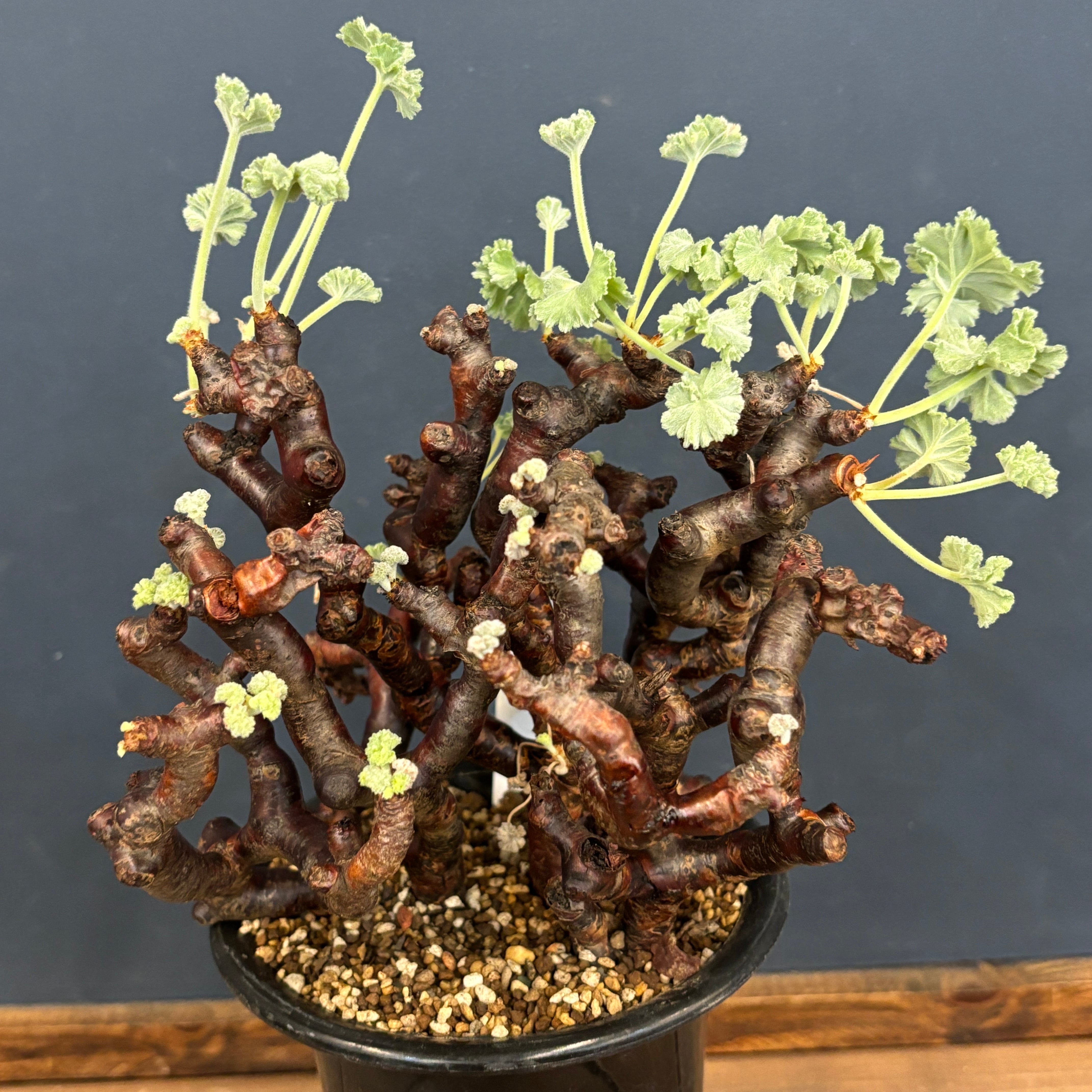 パキポディウム グラキリス【38】 | PROTOLEAF プロトリーフ