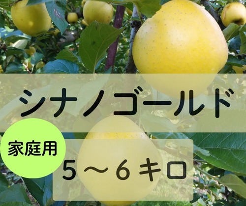 ☆11月2日から　シナノゴールド【家庭用5～6キロ】3,500円(税込)