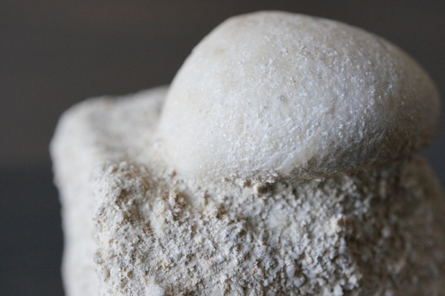 ウニ化石　母岩付き　Rhyncholampas trojanus