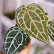 【正規】Anthurium 'Michelle' by DOC BLOCK⑬ / アンスリウム・ミシェル│観葉植物