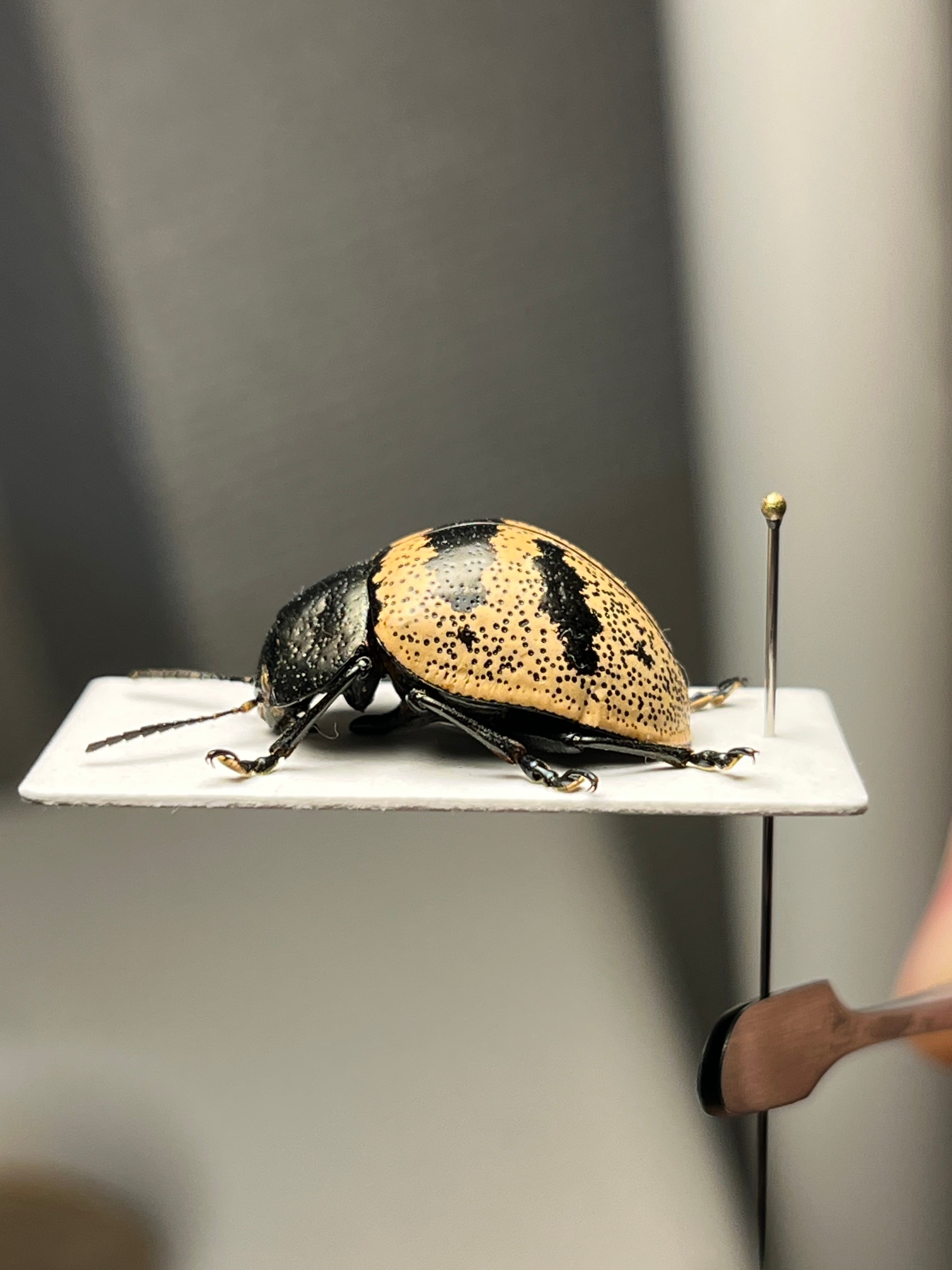 18mm】不均一なドット模様が美しい大柄なズンズリハムシ 標本甲虫