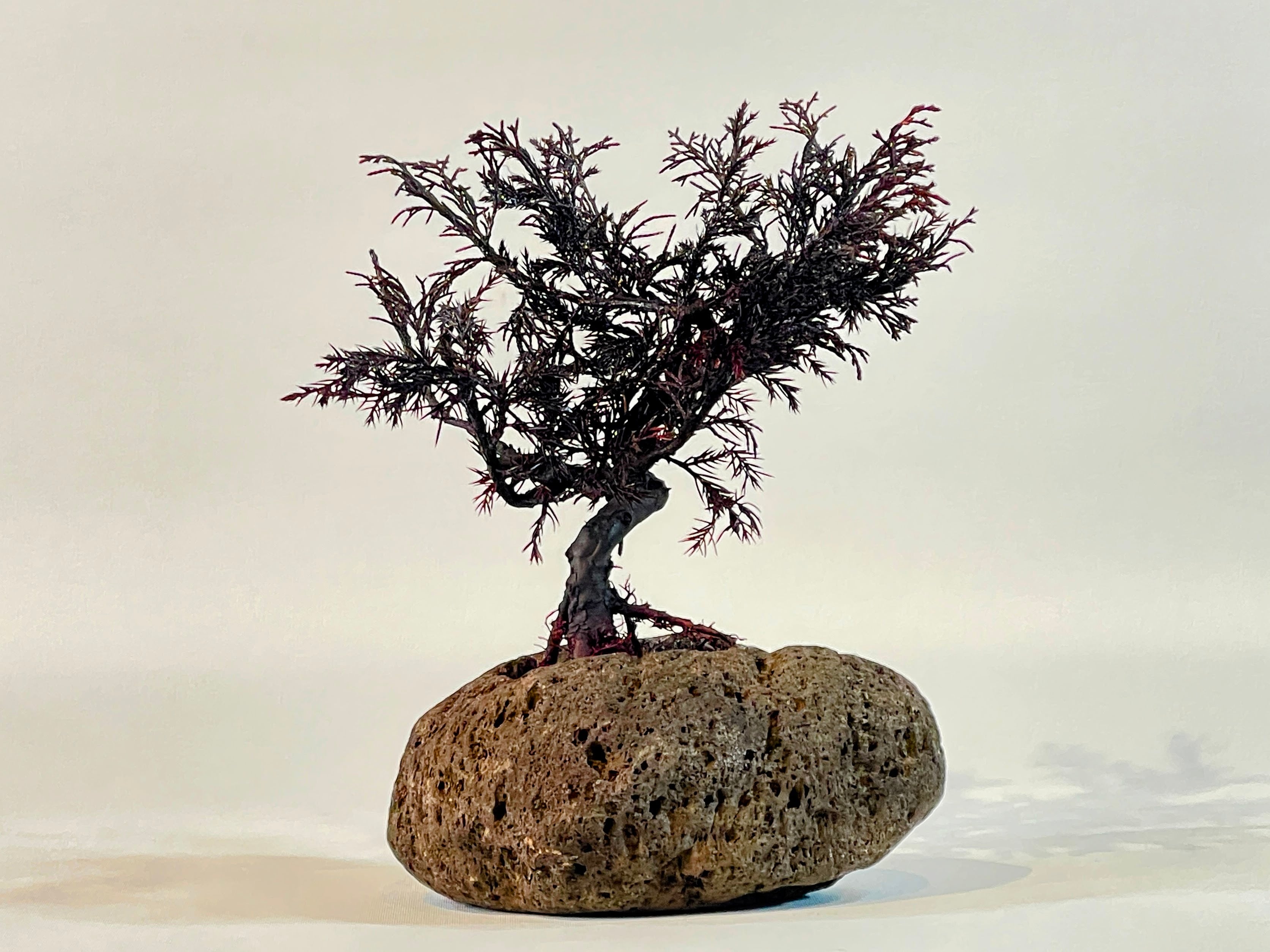 ALL ITEM | DRY BONSAI TOKYO Online store