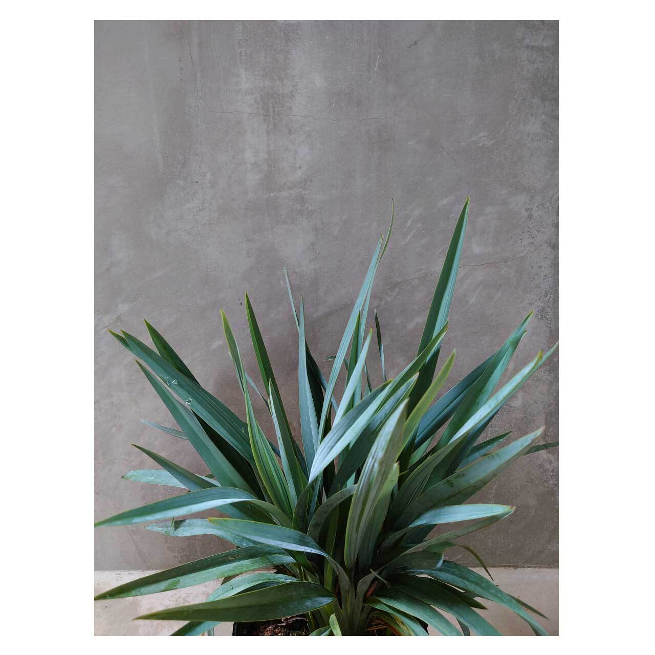 Dianella revoluta 'Blue Stream' | Seeding