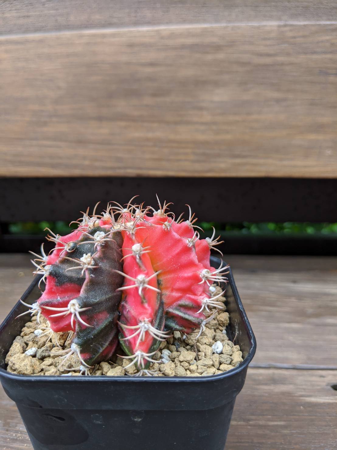 Gymnocalycium mihanovichii 緋牡丹錦 サボテン | plants MARU