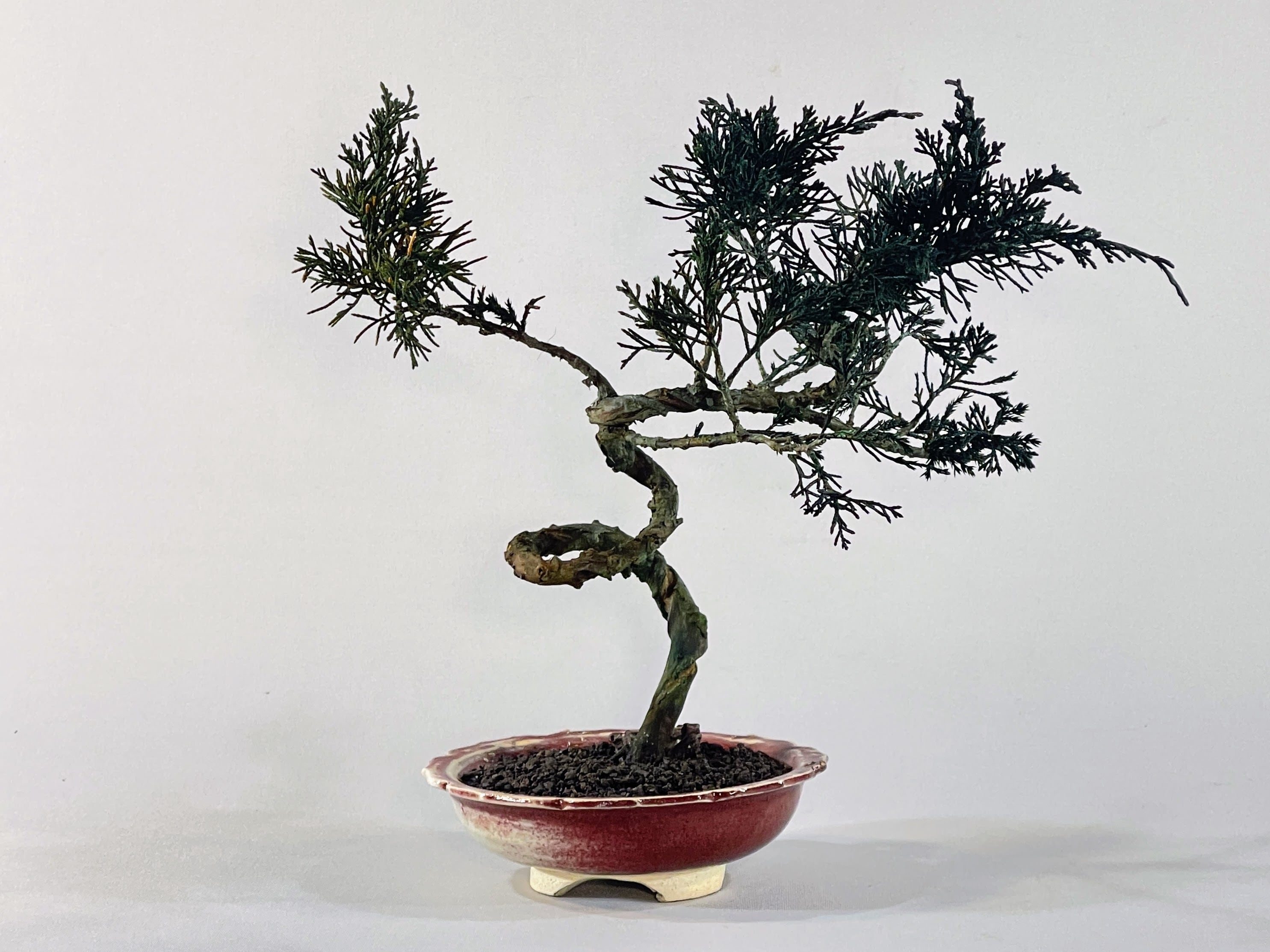 ALL ITEM | DRY BONSAI TOKYO Online store