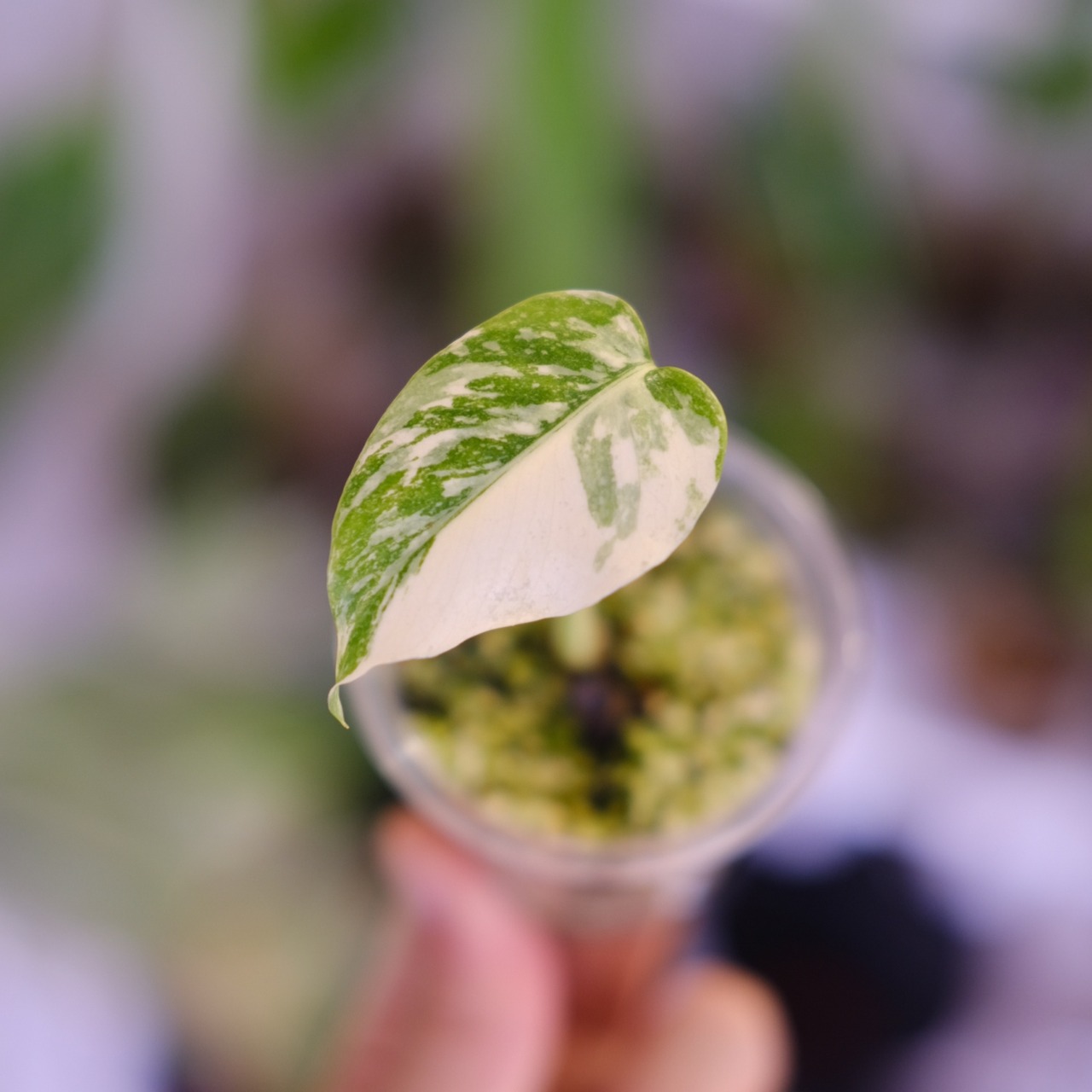 モンステラ・レガシー│Monstera deliciosa ‘Legacy'⑧│観葉植物