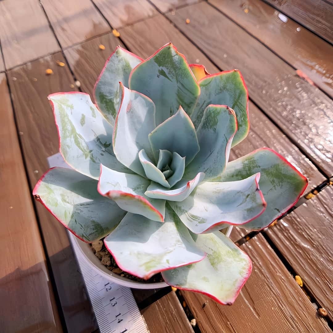 多肉植物 アエオニウム レア 孔雀白錦 美苗 #孔3 | PAY ID