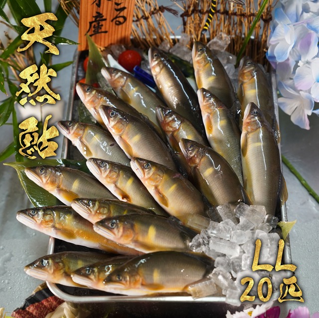 天然鮎20匹セット　LL　冷凍 画像