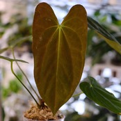 アンスリウム エース オブ スペード(AOS) × パピリラミナム(FS)⑤/ Anthurium Ace of spades × Papillilaminum / 観葉植物