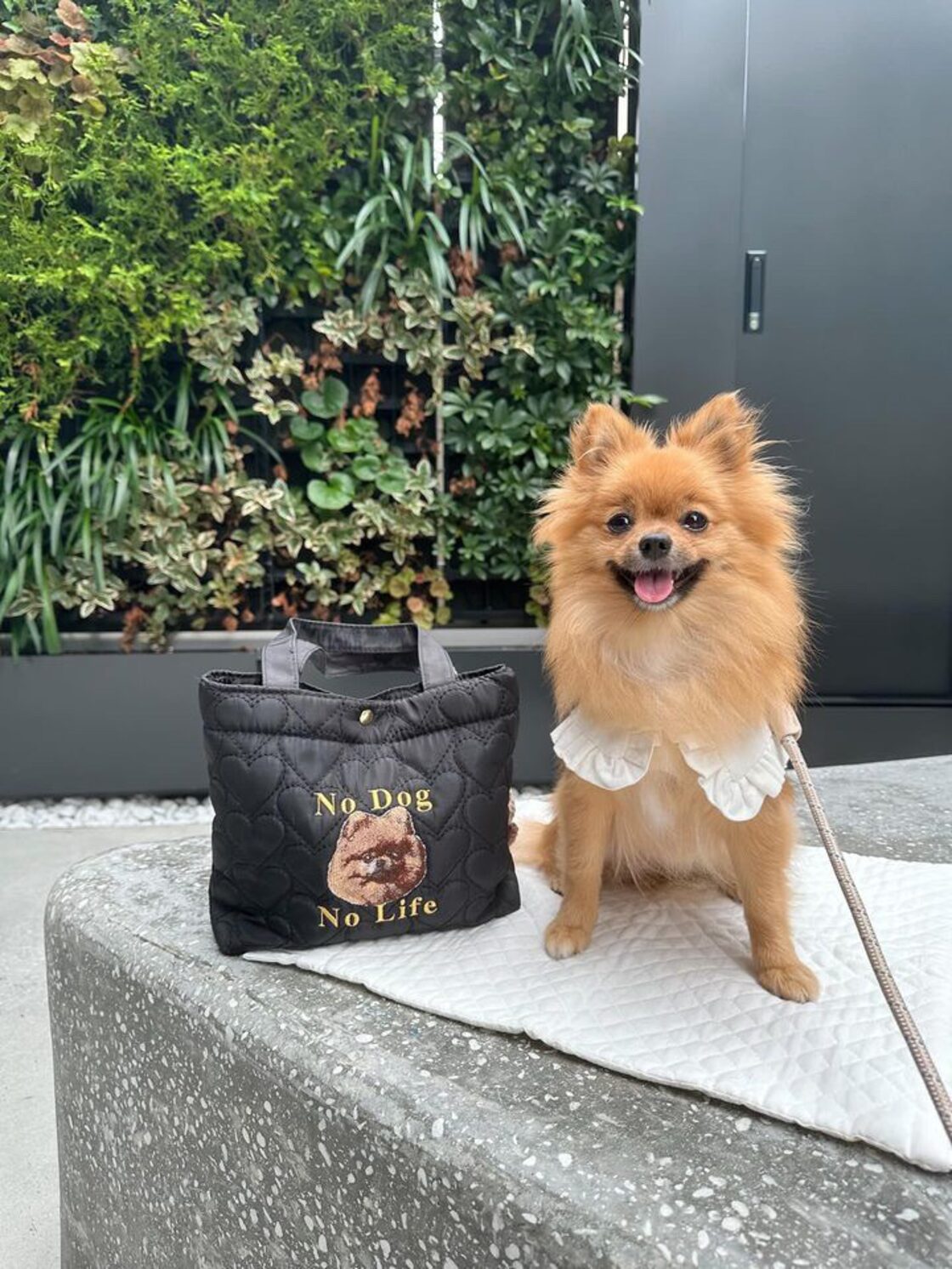 ブルー ポメラニアン いぬ 犬 抱っこ 抱っこ紐 パーカー Amazon.co.jp: 白毛 ポメラニアン いぬ 犬 抱っこ 抱っこ紐