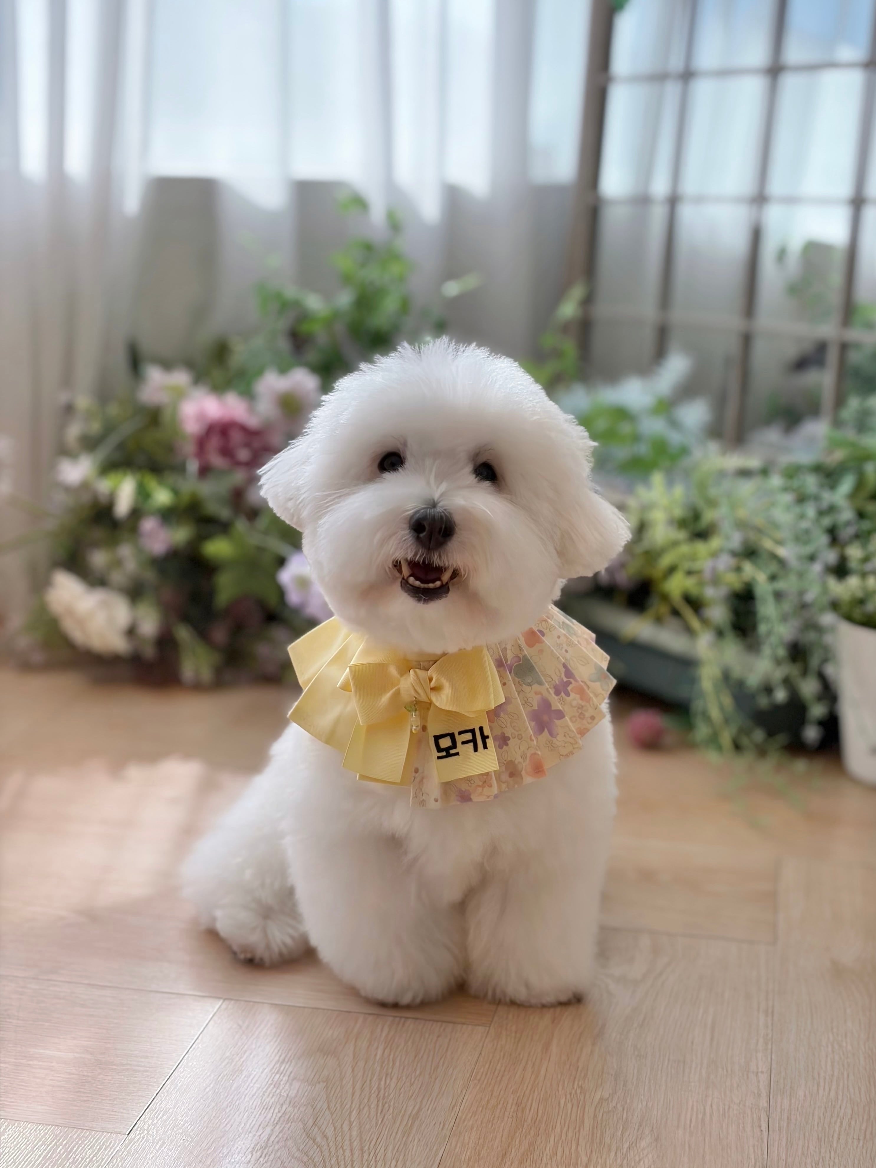 予約【26SS / MR.MOKA】2block Half＆Half Accordion Cape